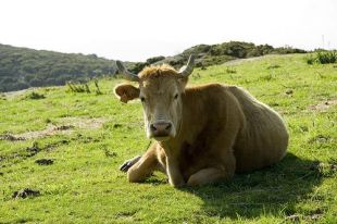 unha vaca emite á atmosfera o equivalente a unhas catro toneladas de CO2 ao ano (Foto: flickr Yaid)